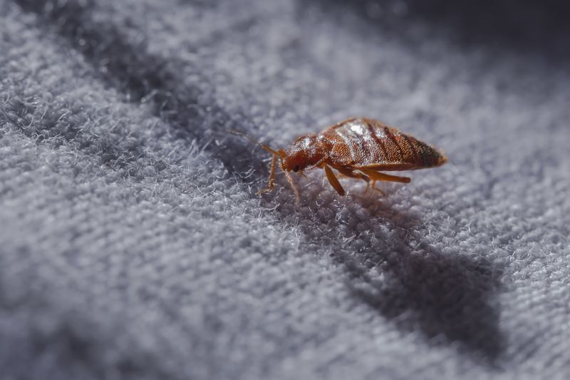Bed Bug Removal