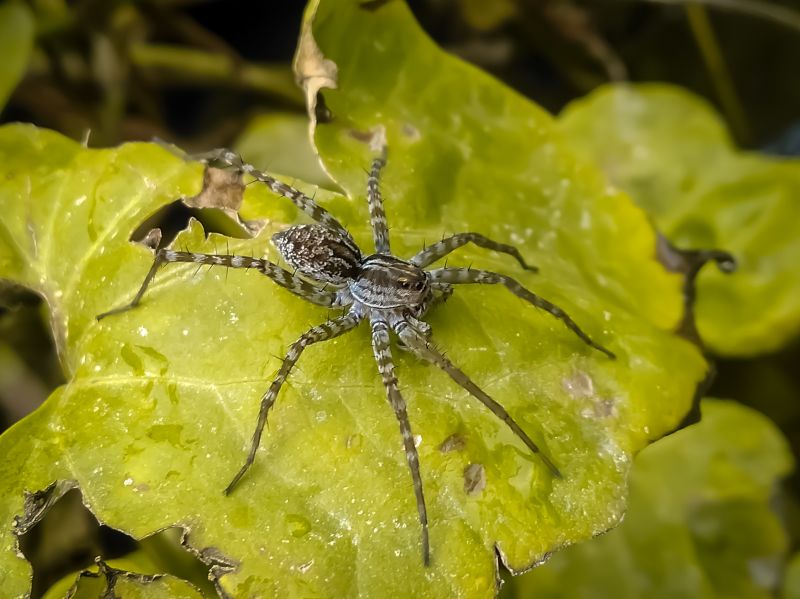 Common Spiders Extermination