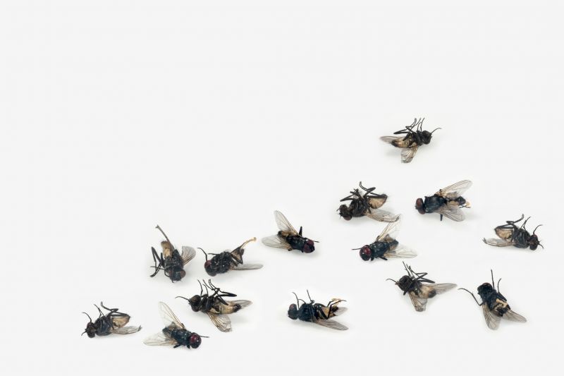 Fly Infestation Extermination