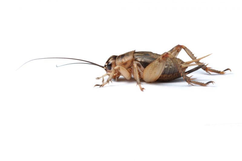 How Professional Cricket Pest Control Works