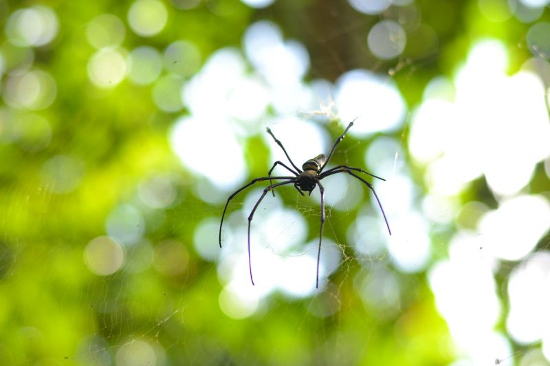 How Spiders Affect Commercial Properties