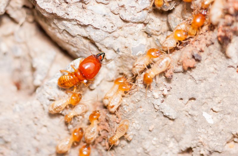 Termite Infestation Service