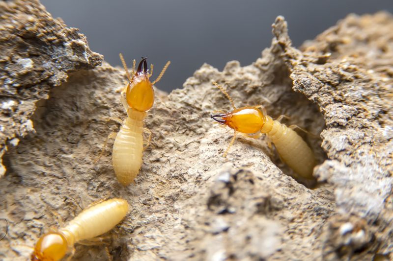 Termite Service